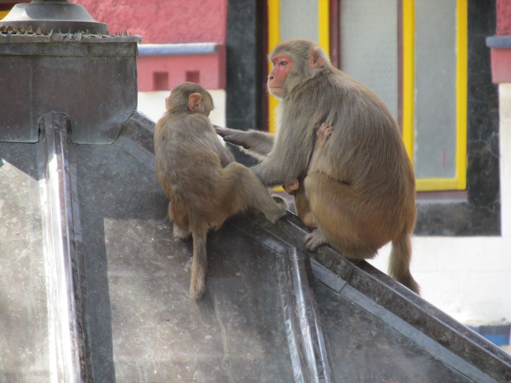Famille de singe