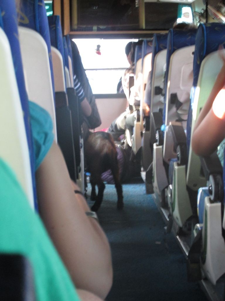 Notre mascotte dans le bus !