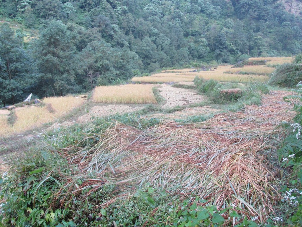 Récolte de riz
