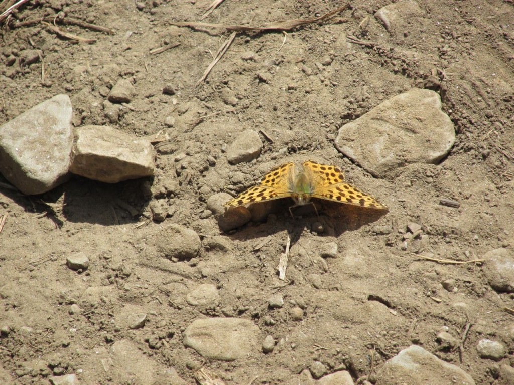 Encore un joli papillon !