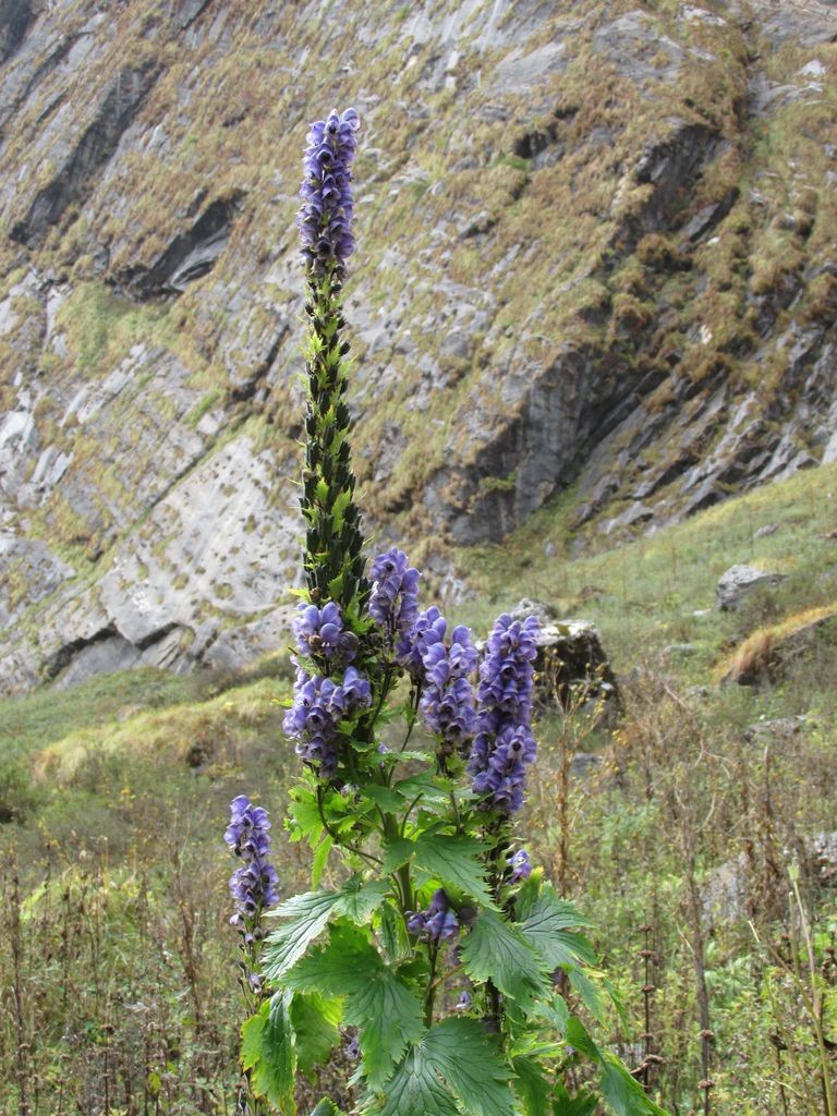 Grande fleur violette