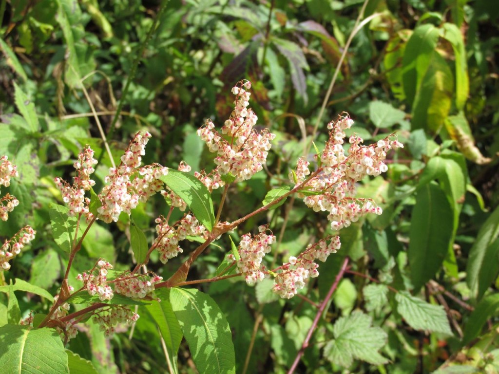 Fleur blanche et rose (type muget)