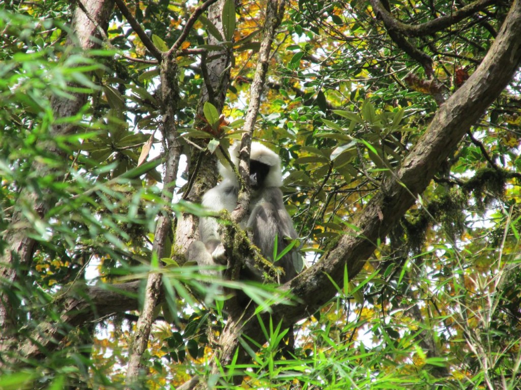 Les Langurs Gris !