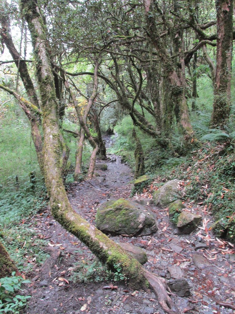 Retour en forêt