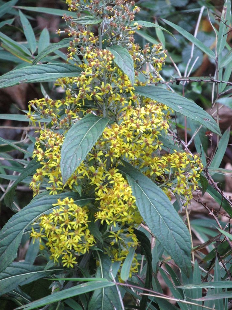 Fleurs locales