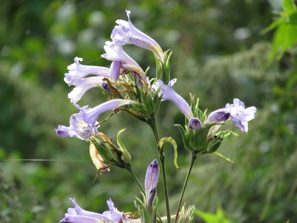 Fleurs locales