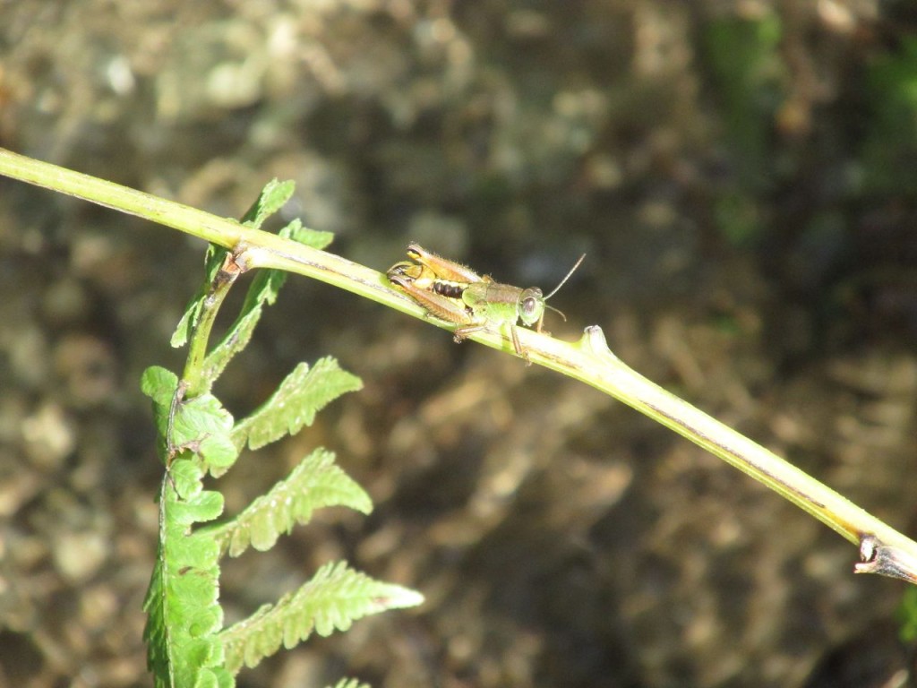 Jiminy cricket