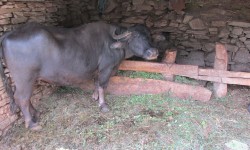 Momy buffle