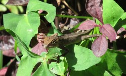 CoCo le gecko !