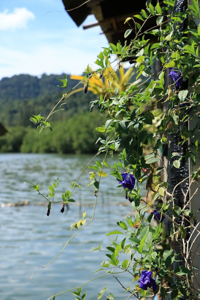 De jolies fleurs