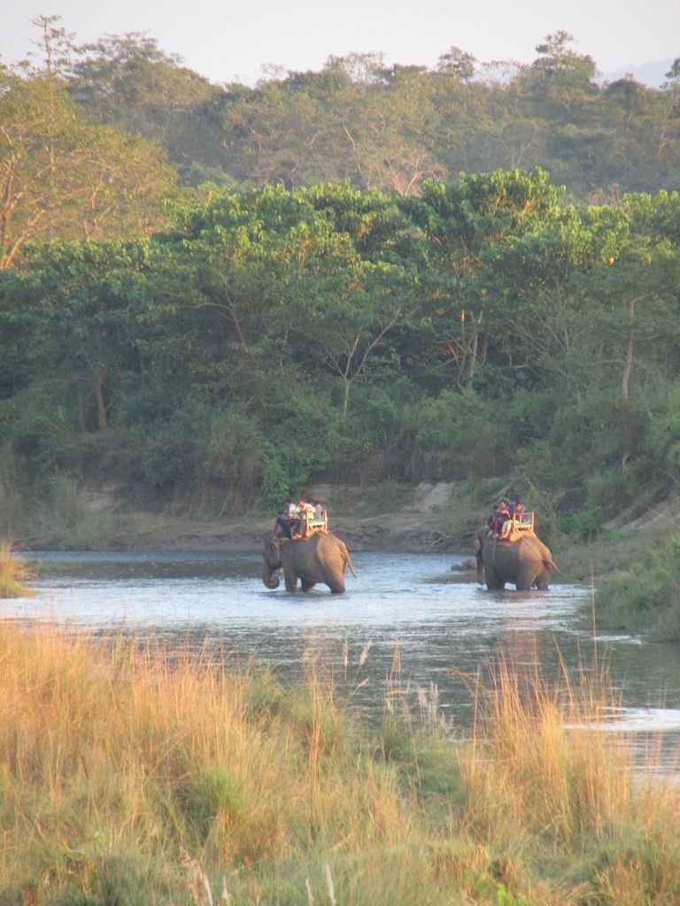 Tourist Elephant !