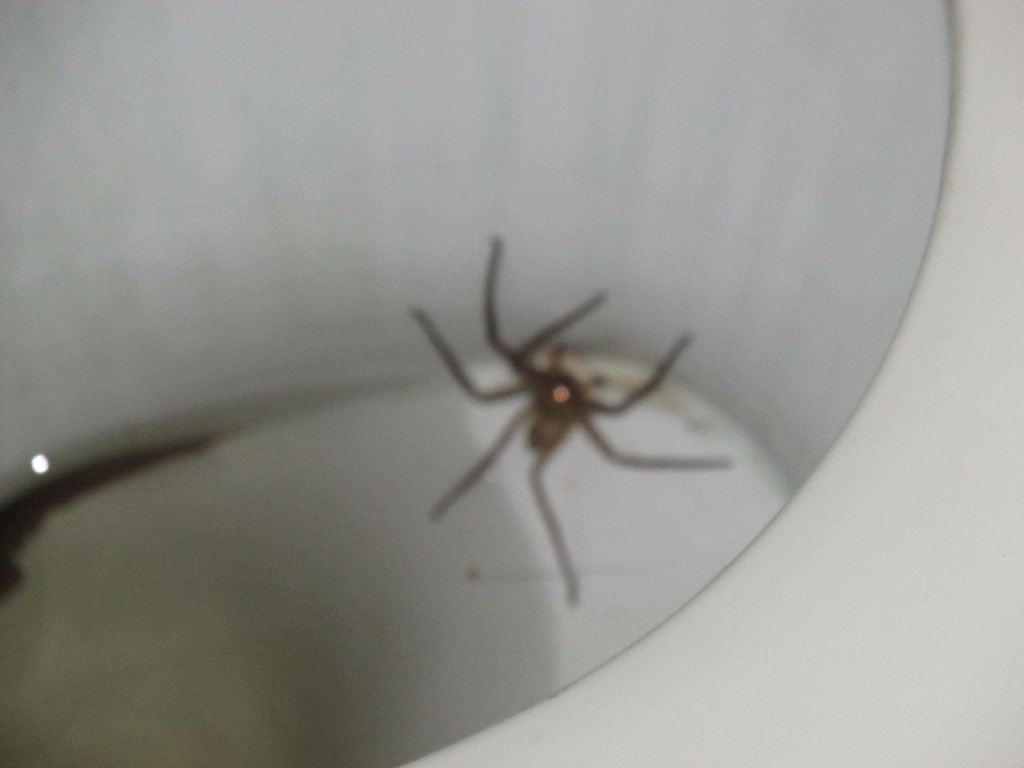 MiMi l'araignée ...