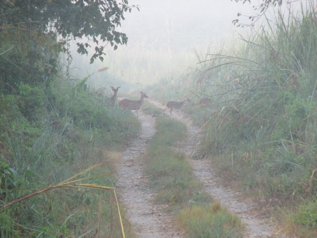 Biche, oh ma biche !