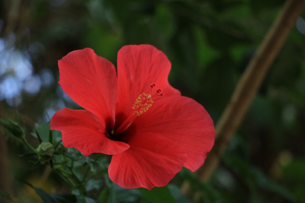 Coquelicot ?