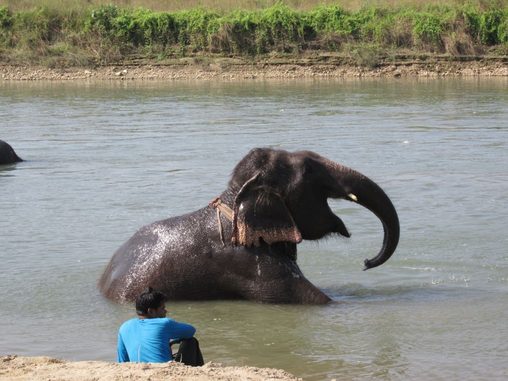 Un éléphant content !