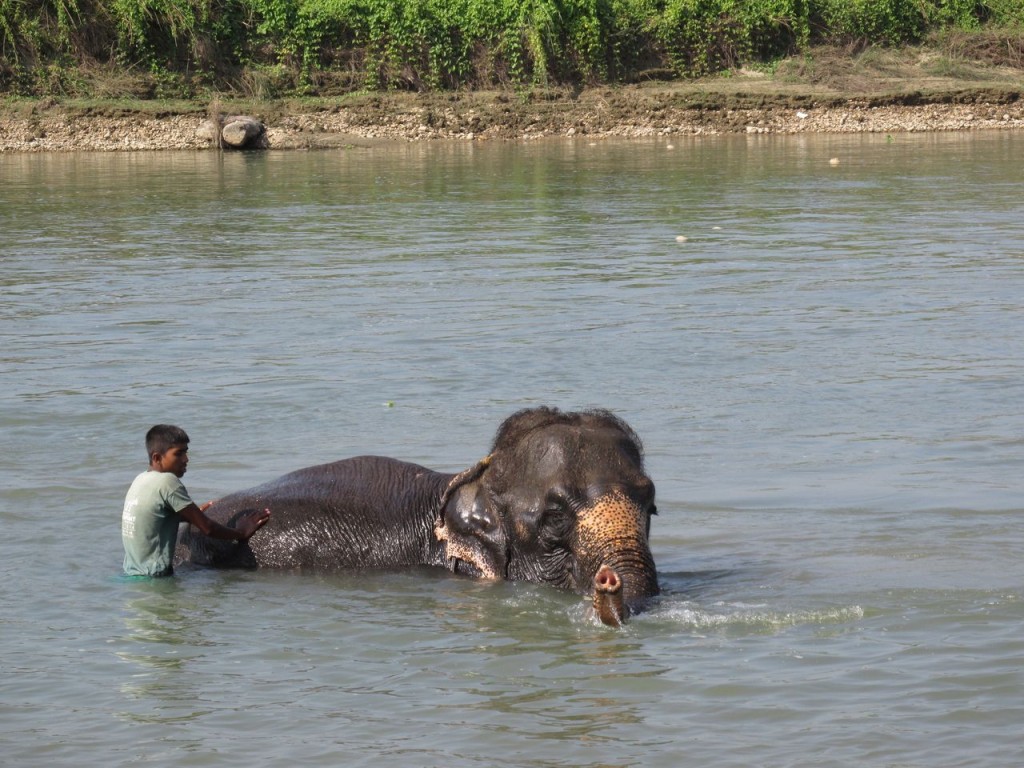 Un bon bain !