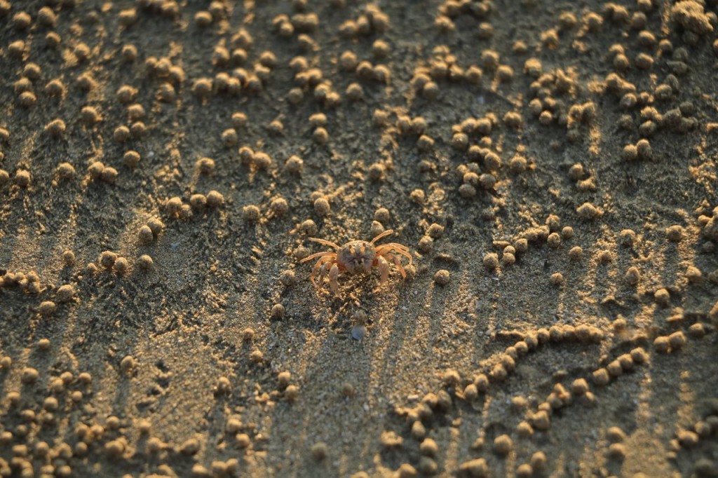 Mimi le crabe et ses boulettes !