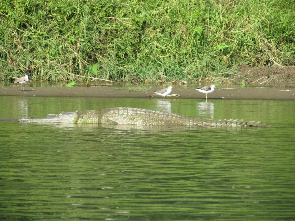Gentil croco !