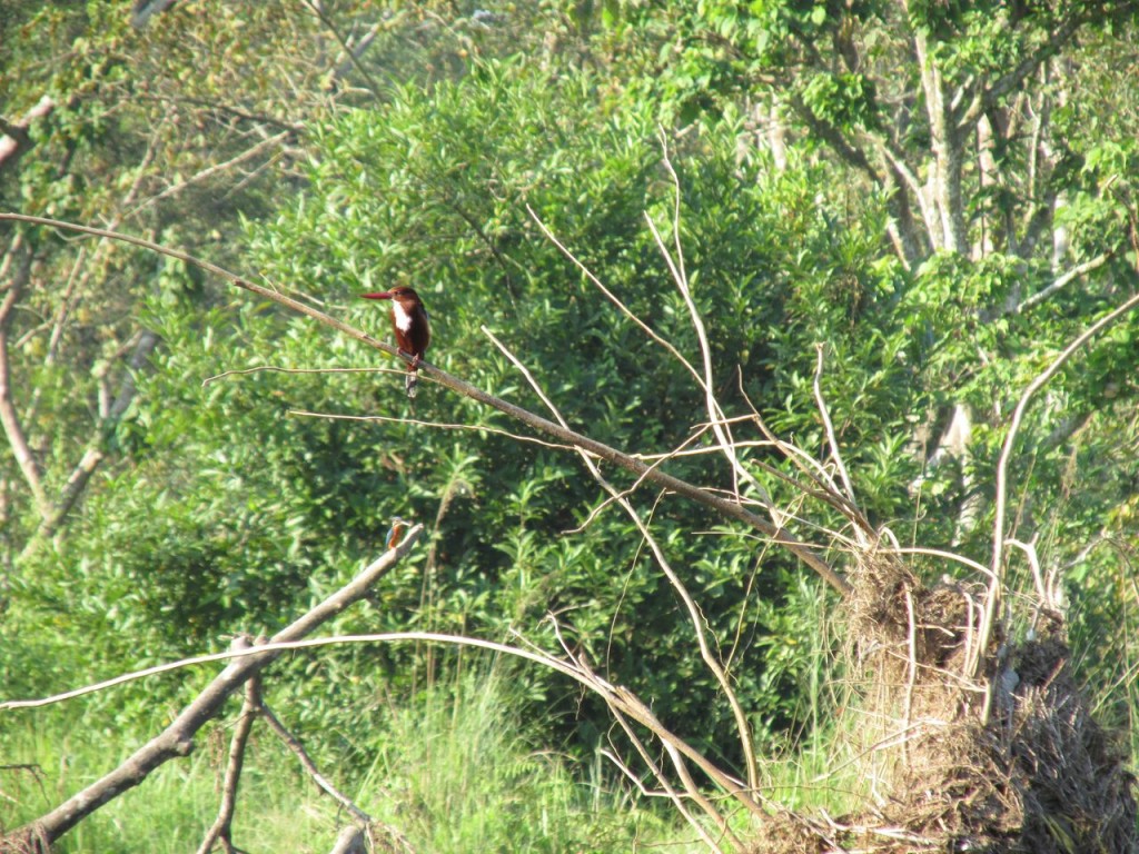 Un bel oiseau parmi tant d'autres ...