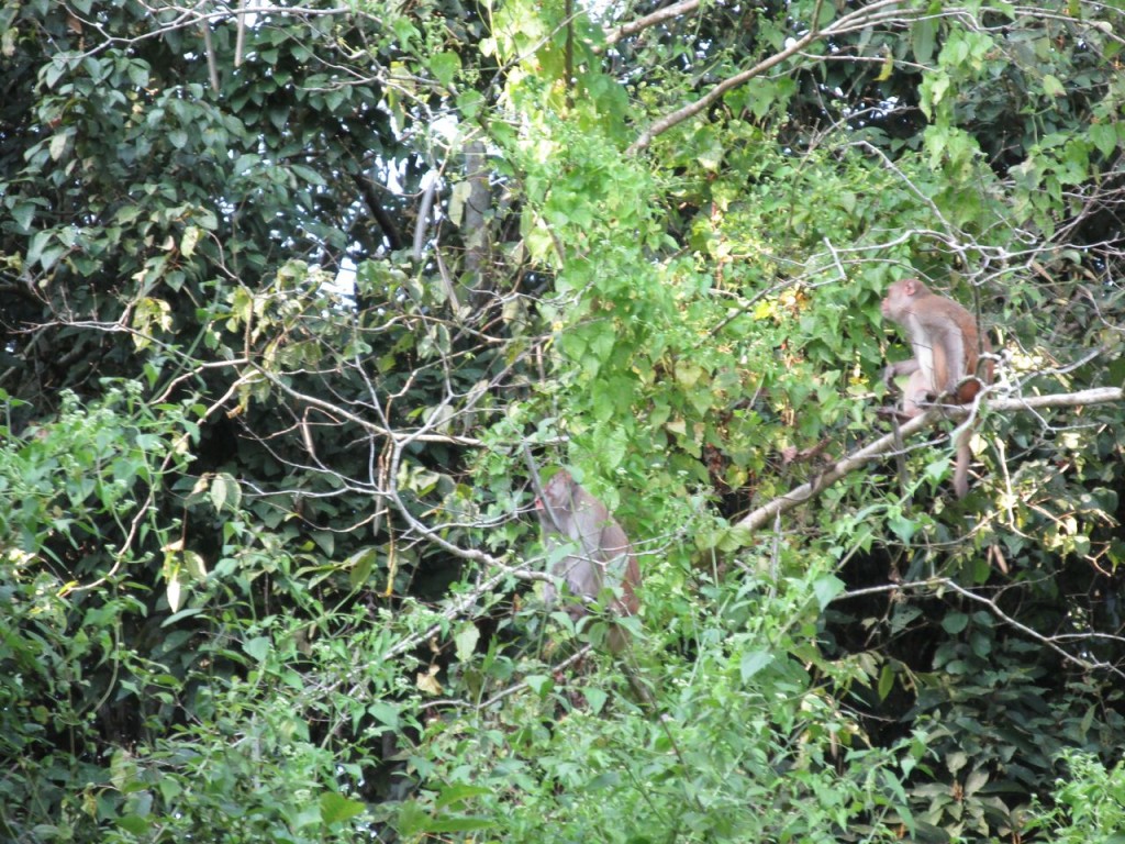 Encore des singes !