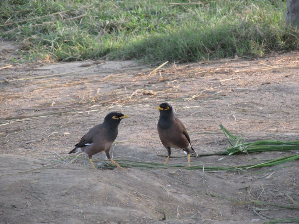 Jolis oiseaux