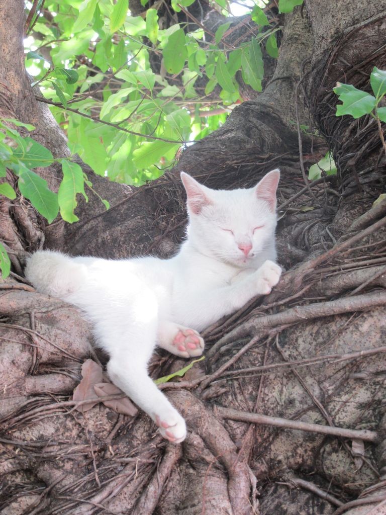 Nos chats ne nous manquent pas !