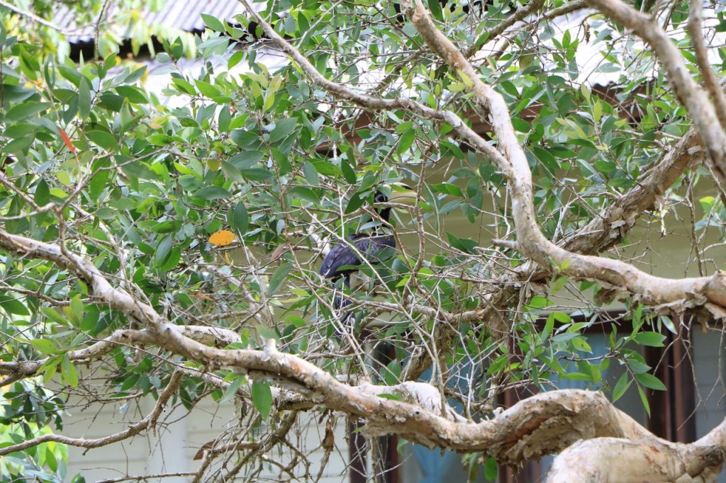 Premier Toucan
