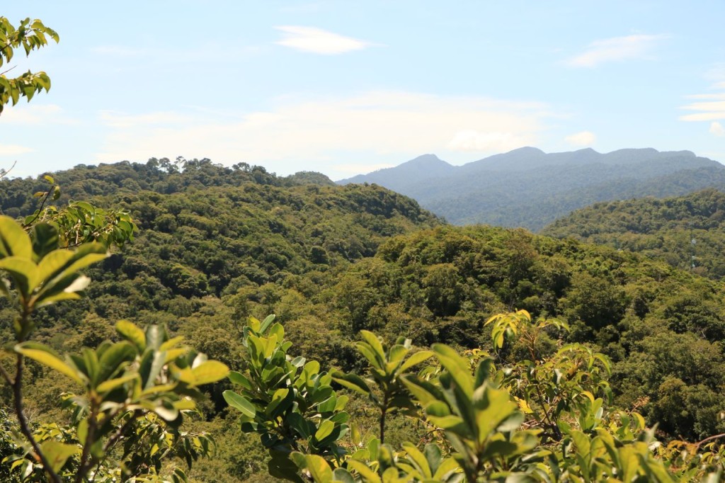 Côté jungle