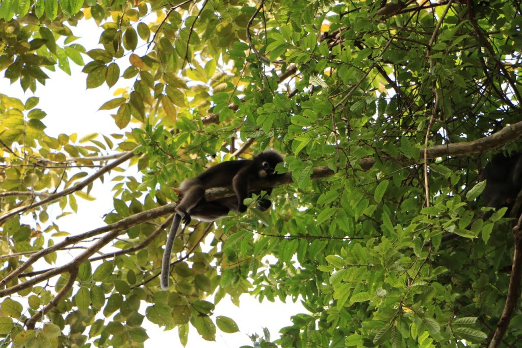Détendu sur sa branche !