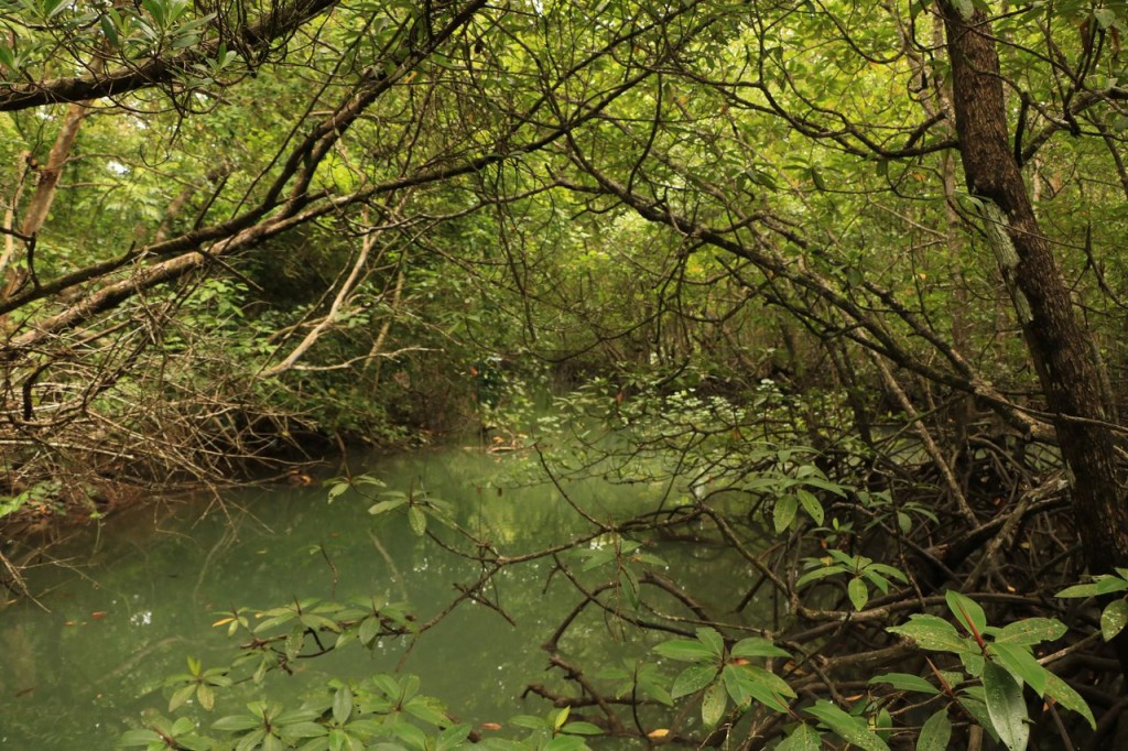 La mangrove