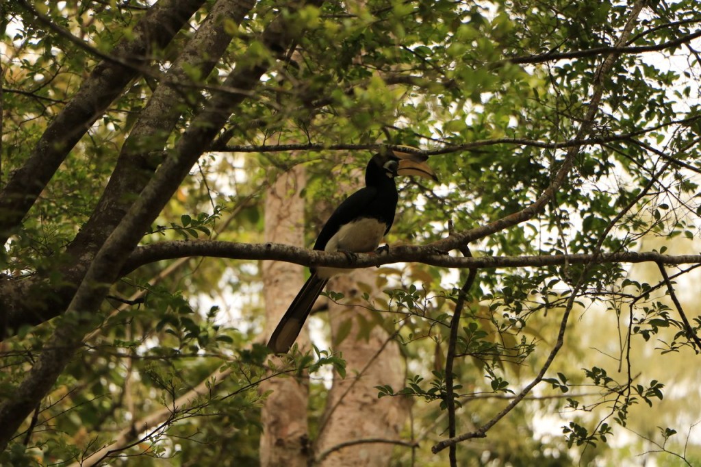 Encore des toucans