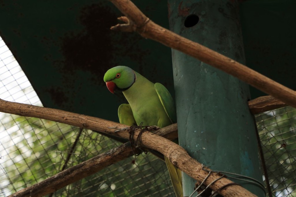 Oiseau 1