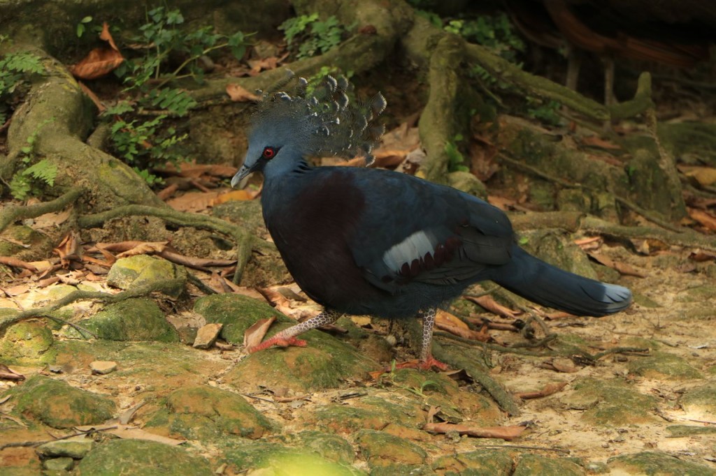 Oiseau 2