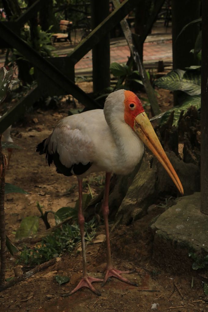 Oiseau 3