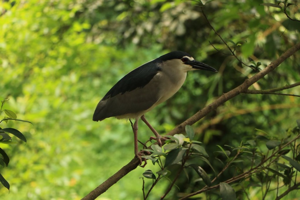 Oiseau 4