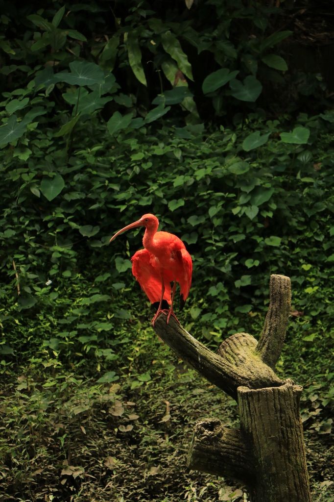 Oiseau rouge ! non rose !