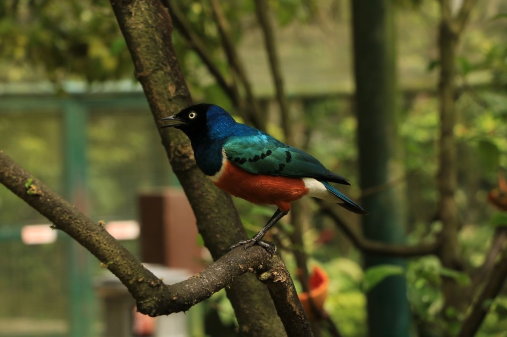 Oiseau 5