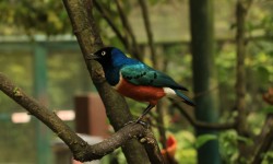 Oiseau 5