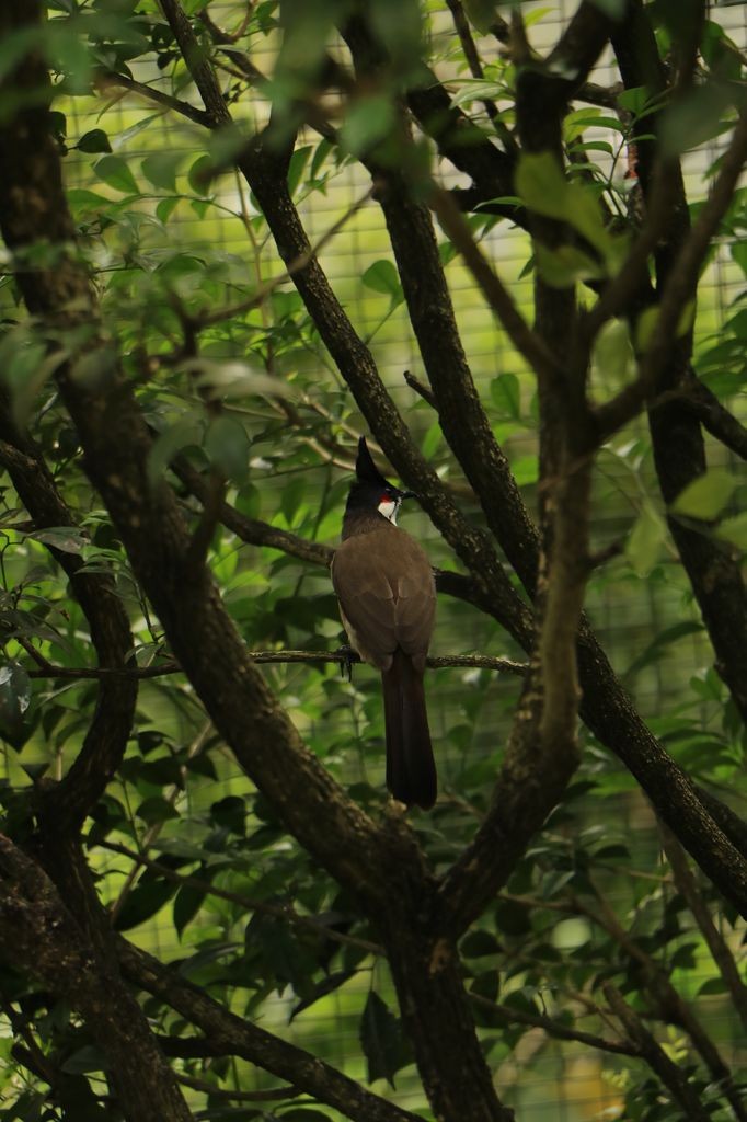 Oiseau 7