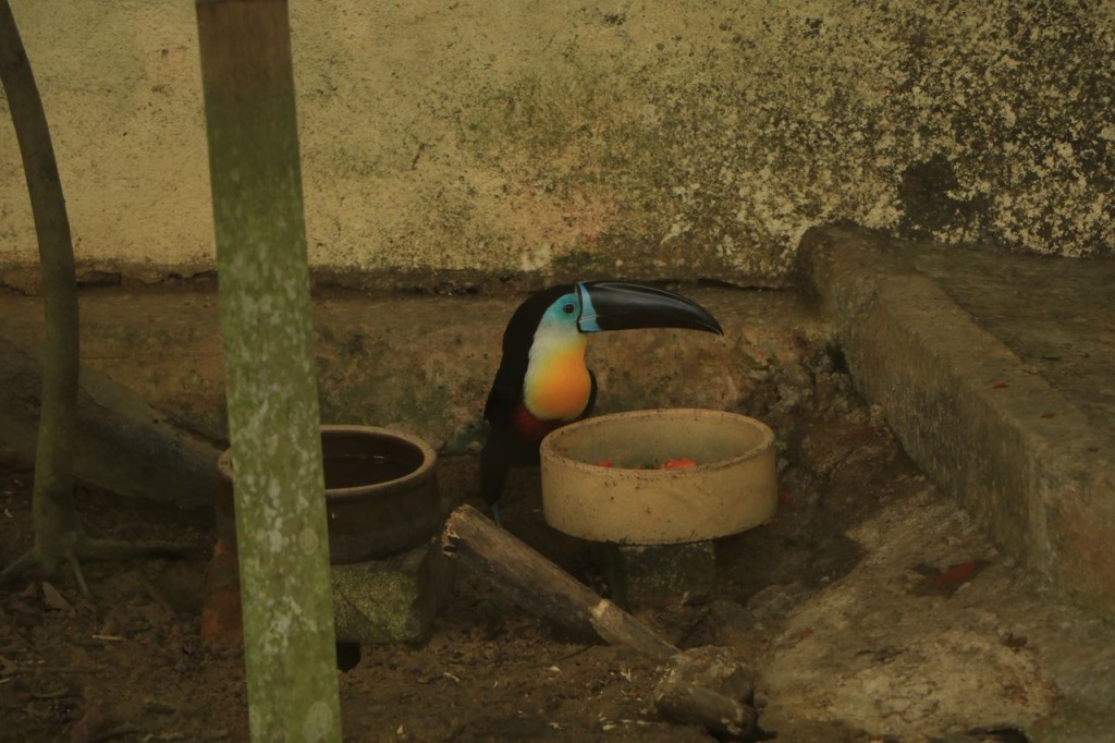 Oiseau 8