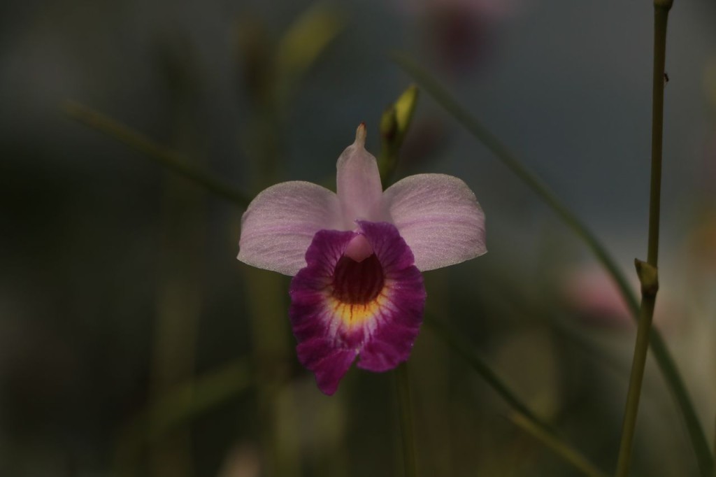 Orchidée 1