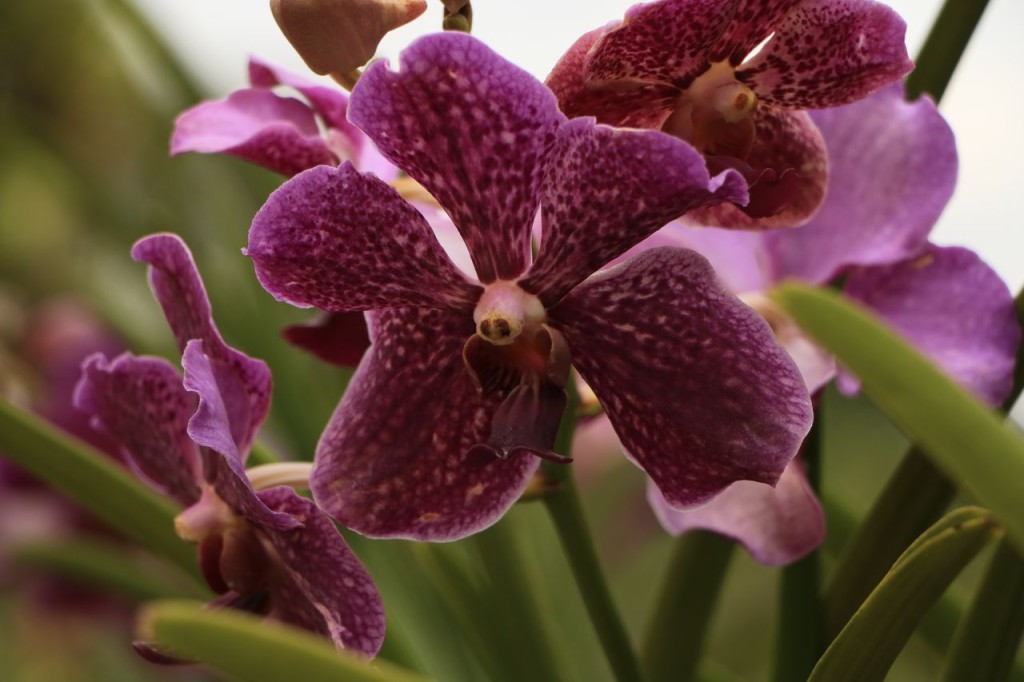 Orchidée 2