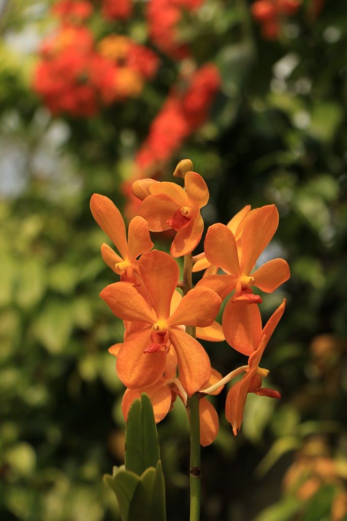 Orchidée 3