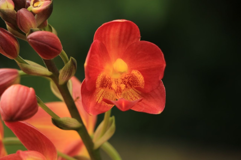 Orchidée 4