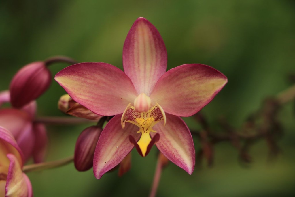 Orchidée 5