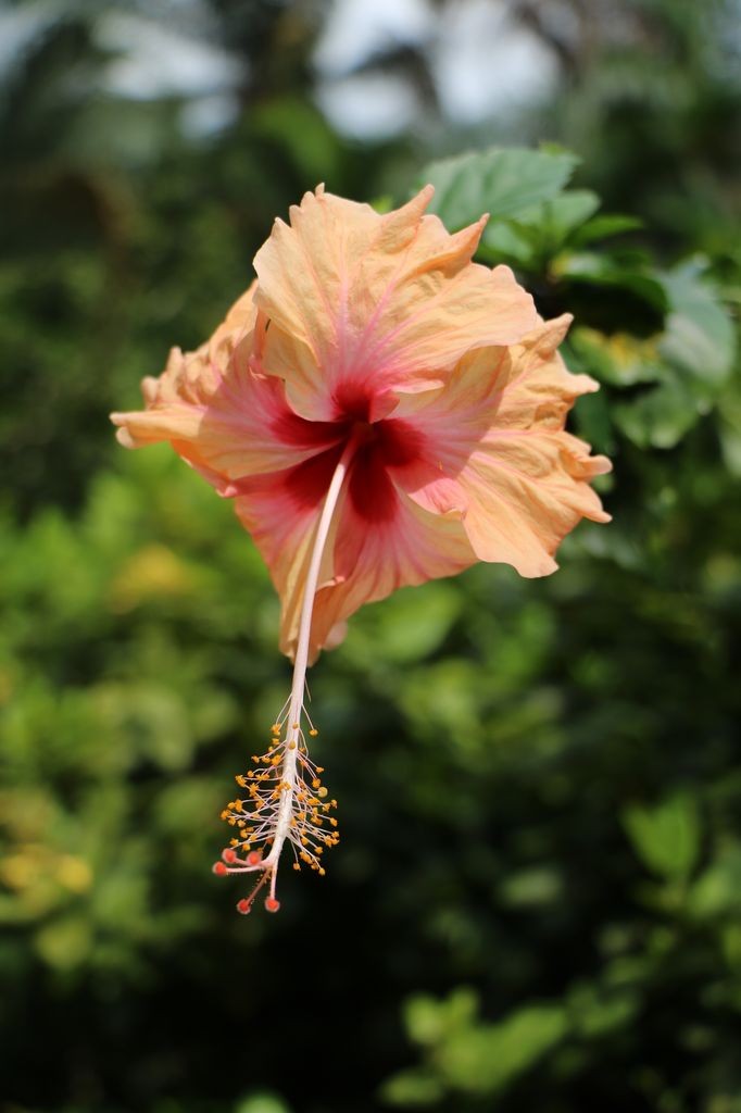 Hibiscus 1