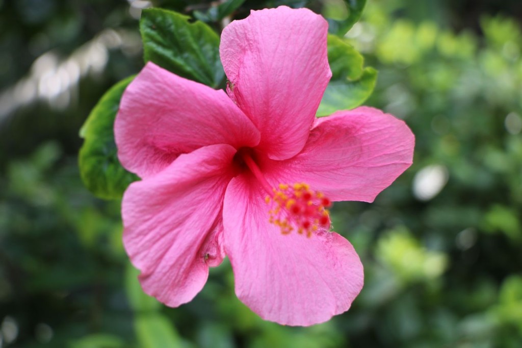 Hibiscus 2