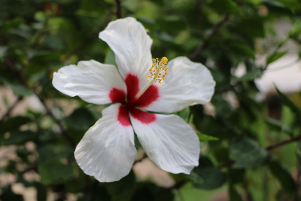 Hibiscus 3