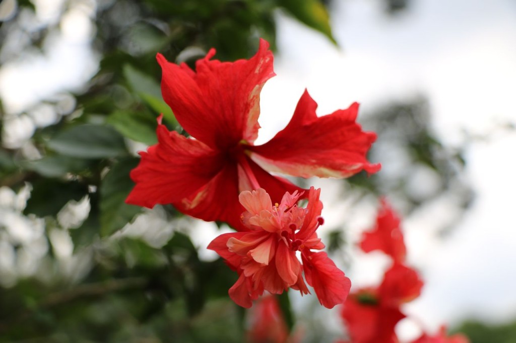 Hibiscus 4