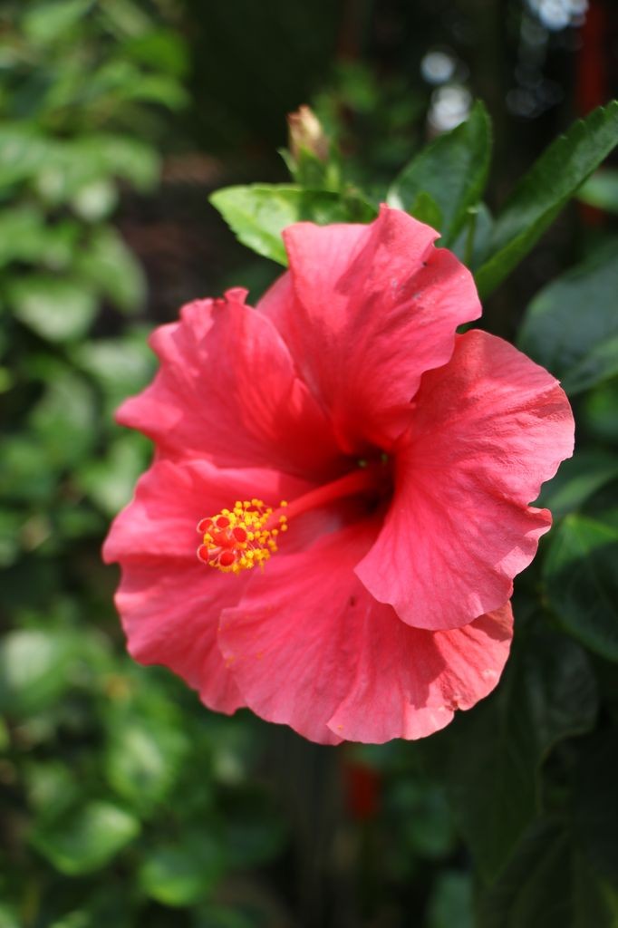 Hibiscus 5